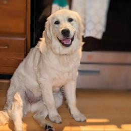 Cybil - Light golden female Golden Retriever puppy in Webberville, Michigan from All by grace goldens