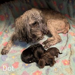 Cockapoo puppies from Cano Cockapoos