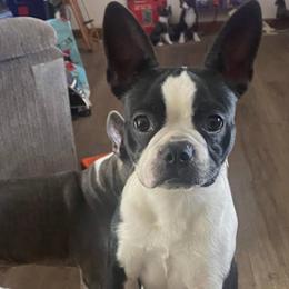 Hallie - Boston Terrier