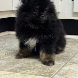 Bam bam - Blue and tan male Pomeranian puppy in Corydon, Indiana from Kortes Pomeranians