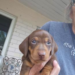 Curley - Chocolate and tan male Dachshund puppy in Sarasota County, Florida from Donna's Mini Joys