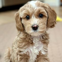 Australian Labradoodle puppies from High Desert Labradoodles