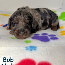 Bob - Blue merle male Bernedoodle puppy in Beecher, Illinois from Erica’s Doodles