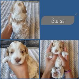 Swiss - Buff and white male Cockapoo puppy in Zanesville, Ohio from Southtown Doodles LLC
