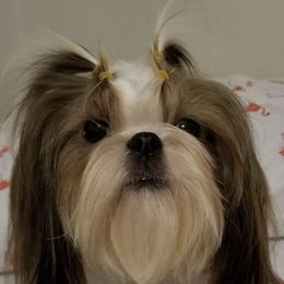 Chinese Cresteds and Shih Tzus from Wuppie Tree House