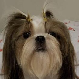 Chinese Cresteds and Shih Tzus from Wuppie Tree House