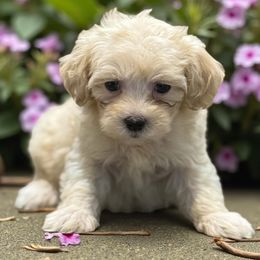 TT - Champagne female Maltipoo puppy in Lebanon, Kentucky from Mosaic Merle Doodles