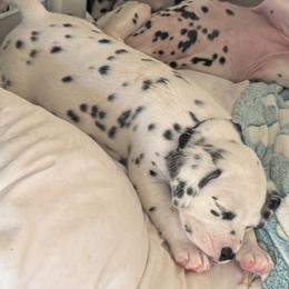 Black - White and black male Dalmatian puppy in Scarsdale, New York from Jewels and Spots Dalmatians