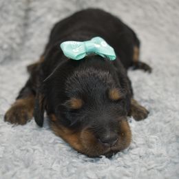 Autumn - Black and tan female Dachshund puppy in Mansfield, Missouri from Owens Farm