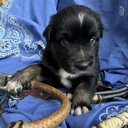 Mighty Mouse - Black tri-color male Australian Shepherd puppy in Tuscola, Texas from Cross Arrow K Awesome Aussies