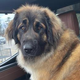 Maggie - Leonberger