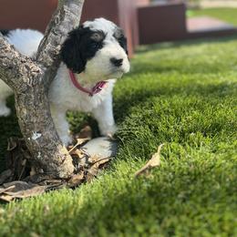 Bernedoodle Puppies from SoCal Bernedoodles