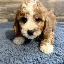 Logan - Apricot male Cavapoo puppy in Camden, Michigan from FurEver Friends Finder