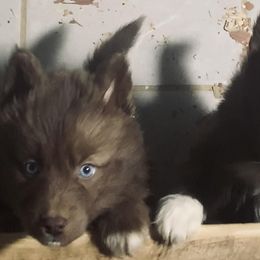 Siberian Huskies from Jimenez Family Siberians