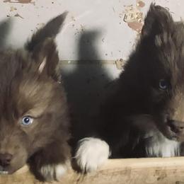 Siberian Huskies from Jimenez Family Siberians
