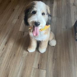 American Eskimo Dog and Bernedoodle Puppies from Shadow Kennels