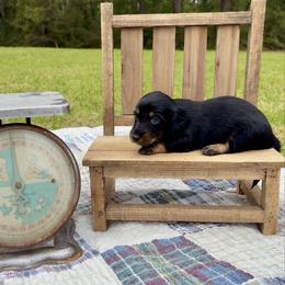 Black and tan - Black and tan male Dachshund puppy in Ozark, Alabama from Honey Hill Dachshunds