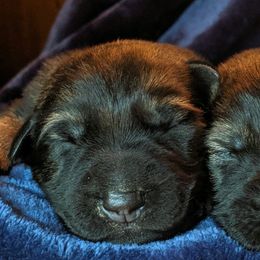 German Shepherd and Pembroke Welsh Corgi Puppies from Cbkennelandranch