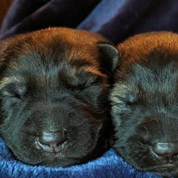 German Shepherd and Pembroke Welsh Corgi Puppies from Cbkennelandranch