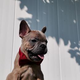 Benny - Fawn male French Bulldog puppy in Stratford, New Jersey from Double Barrel Bullies