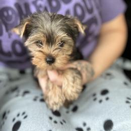 Yorkshire Terrier Puppies from Kruz Kennels