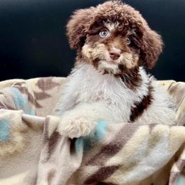 Bandit - Chocolate male Cavapoo puppy in Austin, Texas from Doodles of Central Texas