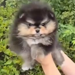 Black & Tan “Teddy Face” AKC Pomeranian (Imported from South Korea) - Pomeranian
