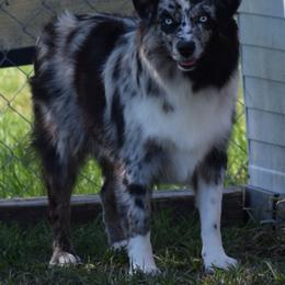 Wasabi - Australian Shepherd