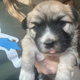 Coton de Tulear Puppies from Darryl's Cotons de Tulear