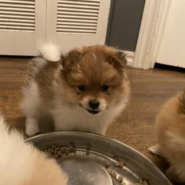 Pomeranian and Shih Tzu Puppies from Laik’s Little Shihtz & Poms
