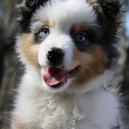 Miniature Australian Shepherd Puppies from Alexander Canines