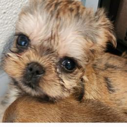 Billy - Red male Brussels Griffon puppy in Nc, Florida from Brusseluv2
