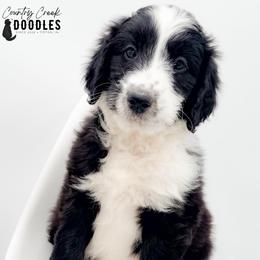 Crimson aka CC - female Australian Mountain Doodle puppy in Tipton, Indiana from Country Creek Doodles