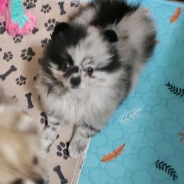 Boy 1 - Blue merle male Pomeranian puppy in Downers Grove, Illinois from Forever Pomeranians