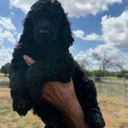 Louis - Black male Poodle puppy in Lakehills, Texas from Simply Southern Retrievers, LLC