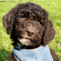 Blake - Chocolate male Goldendoodle puppy in Osage City, Kansas from Golden Ridge Goldens