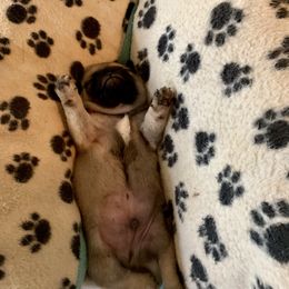 Pug Puppies from Dixie Pugs of Tn