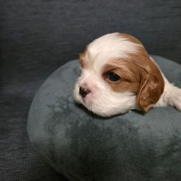 Blenheim Boy 2 - Blenheim male Cavalier King Charles Spaniel puppy in Moriarty, New Mexico from Cedar Mountain Hounds