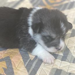 Bob - Black and tan male Pembroke Welsh Corgi puppy in Woodland, Washington from MB Acres Corgis