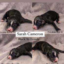 Pembroke Welsh Corgi and Toy Australian Shepherd Puppies from Double Bar H Corgis & Aussies