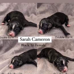 Pembroke Welsh Corgi and Toy Australian Shepherd Puppies from Double Bar H Corgis & Aussies