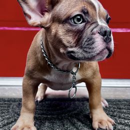 French Bulldogs from Arrow Dynamic Frenchies