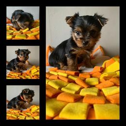 Yorkshire Terrier Puppies from Jill Brown