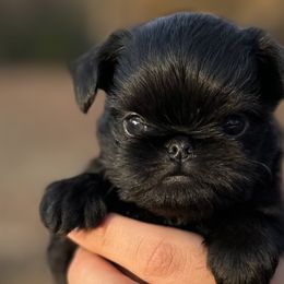 Brussels Griffons from Lavish Griffons