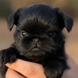 Brussels Griffons from Lavish Griffons