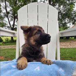 Forest - Sable male German Shepherd puppy in Cave City, Arkansas from Bayou Valley Shepherds and American Hunt Terriers