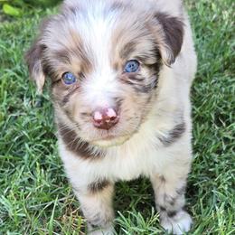 Abu - Red merle male Australian Shepherd puppy in Harrah, Oklahoma from Whippoorwill Aussies of Oklahoma