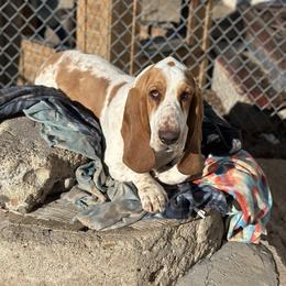 Fred - Basset Hound