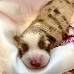 Garnet - Red merle female Toy Australian Shepherd puppy in Covington, Louisiana from Corner Oak Aussies