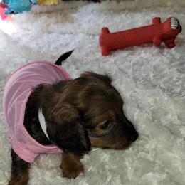 Dachshund Puppies from CLARK'S BREEDING PROGRAM